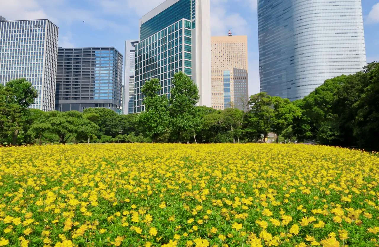 浜離宮恩賜庭園の菜の花と桜