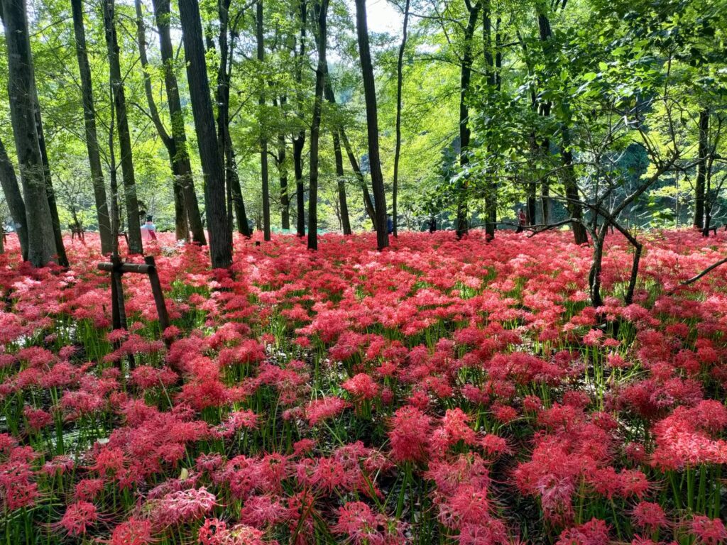 巾着田の彼岸花(曼珠沙華)2025/10/2開花状況を写真で速報！混雑レポも