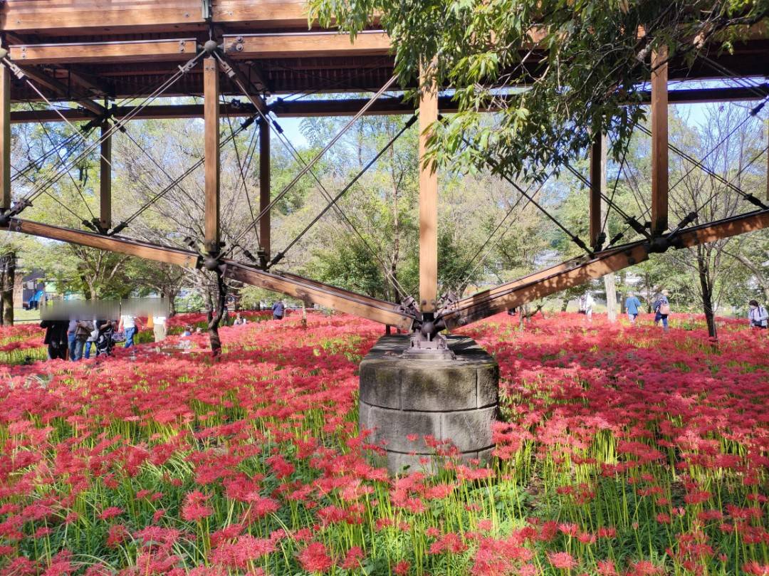 巾着田 曼珠沙華 2025【随時更新】開花・混雑状況｜今日の写真・渋滞回避